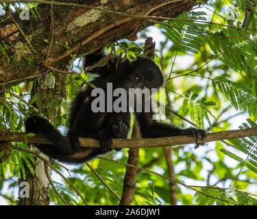 Singe hurleur du Guatemala, Alouatta pigra, accroche sur avec sa queue préhensile et repose sur une branche d'arbre dans le parc national de Tikal, Guatemala. Banque D'Images