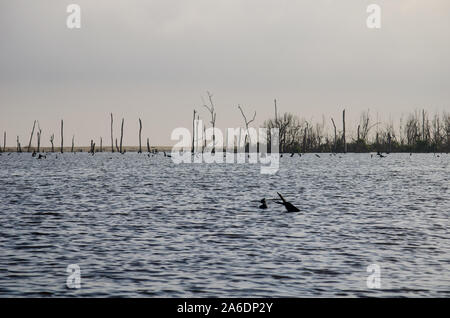 La forêt de mangrove morte dans la Ciénaga Grande de Santa Marta Banque D'Images