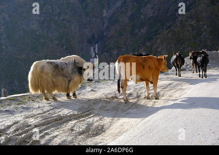 Un grand Yak shaggy blanc marche sur une route élevée dans les montagnes de l'Himalaya avec les vaches. Banque D'Images