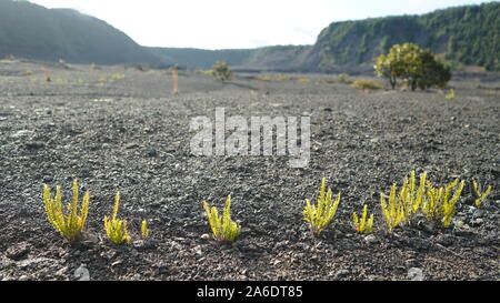 Volcan inactif du canyon recouvert de roches de lave séchée, petites fougères poussant hors de fissures dans la surface Banque D'Images