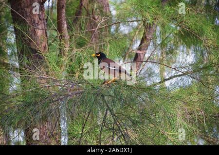 Oiseau Mynah Thaïlandais à Létat Sauvage Myna Oiseaux