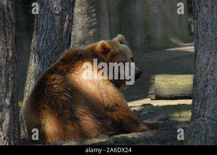 Un ours brun kodiac paresseusement se trouve dans le soleil de midi sous un arbre Banque D'Images