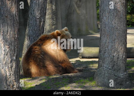 Un ours brun kodiac paresseusement se trouve dans le soleil de midi sous un arbre Banque D'Images