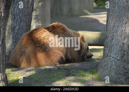 Un ours brun kodiac paresseusement se trouve dans le soleil de midi sous un arbre Banque D'Images