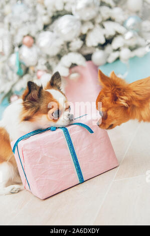 Moment cocasse de deux petits chihuahua chiens de compagnie à l'un de l'autre les yeux avec boîte de Noël cadeaux de décoration en maison de vacances Banque D'Images