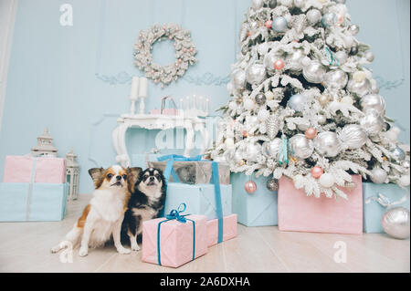 Deux drôle de famille chihuahua chiens assis près de boîtes de don et l'arbre de Noël avec des jouets pendant les vacances d'eve Banque D'Images