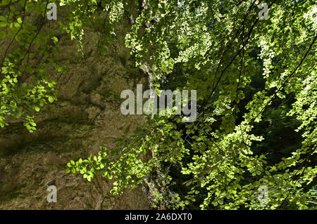 L'automne promenade à travers le dédale de Teteven Balkan avec des pics élevés et la mousse falaise abrupte, Stara Planina, Bulgarie Banque D'Images