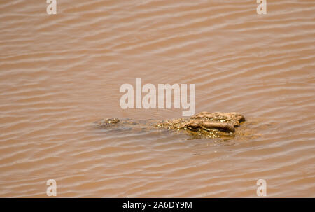 La tête d'un grand crocodile émergeant de maddy, eau libre avec copie espace en format horizontal Banque D'Images