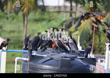 Groupe de corbeaux noirs dans la nature Banque D'Images