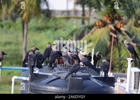 Groupe de corbeaux noirs dans la nature Banque D'Images