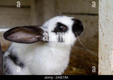 Un lapin blanc avec des taches noires sur le foin. Banque D'Images
