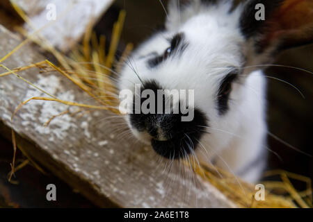 Un lapin blanc avec des taches noires sur le foin. Banque D'Images
