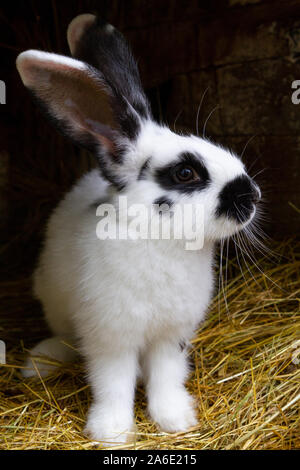 Un lapin blanc avec des taches noires sur le foin. Banque D'Images