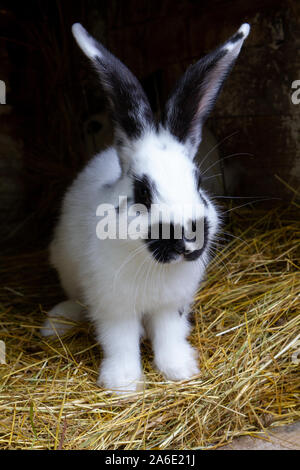 Un lapin blanc avec des taches noires sur le foin. Banque D'Images