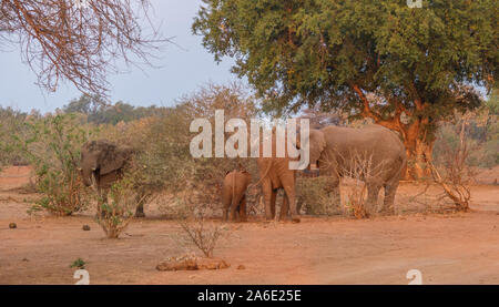 La dynamique de groupe de famille dans un petit troupeau d'éléphants africains de s'alimenter dans la lumière de fin d'après-midi libre en format horizontal Banque D'Images