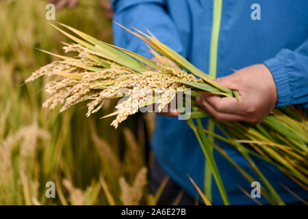 (191026) -- BEIJING, 26 octobre 2019 (Xinhua) -- un expert examine le riz en Bayiawati Township, comté de Yopurga Kashgar, dans le nord-ouest de la Chine La région autonome Uygur du Xinjiang, le 24 octobre 2019. Un contrôle de rendement public a été menée jeudi dans le sol salin rizières sur la marge occidentale de la désert Taklimakan dans la région autonome du Xinjiang Uygur. Le sol salin riz, développé par l'équipe R&D de Yuan Longping, le pionnier du riz hybride, atteint un rendement théorique de 546,74 kg par mu (environ 0,07 hectares), basé sur un tirage au sort d'un paddy. (Xinhua/Ding Lei) Banque D'Images