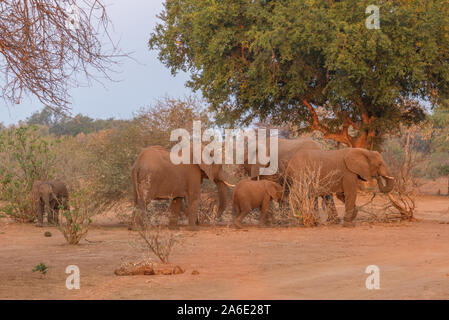 La dynamique de groupe de famille dans un petit troupeau d'éléphants africains de s'alimenter dans la lumière de fin d'après-midi libre en format horizontal Banque D'Images