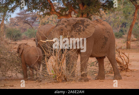 La dynamique de groupe de famille dans un petit troupeau d'éléphants africains de s'alimenter dans la lumière de fin d'après-midi libre en format horizontal Banque D'Images