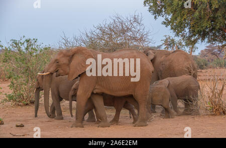 La dynamique de groupe de famille dans un petit troupeau d'éléphants africains de s'alimenter dans la lumière de fin d'après-midi libre en format horizontal Banque D'Images