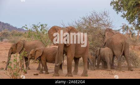 La dynamique de groupe de famille dans un petit troupeau d'éléphants africains de s'alimenter dans la lumière de fin d'après-midi libre en format horizontal Banque D'Images