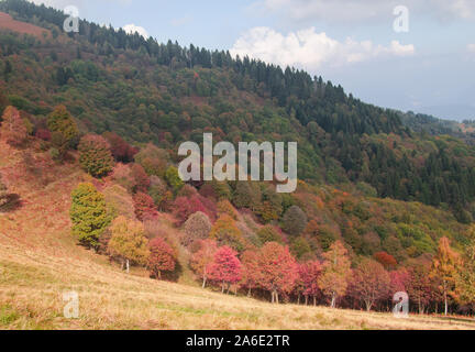 Feuillage d'automne spectaculaire sur les montagnes piémontaises.Italie Banque D'Images