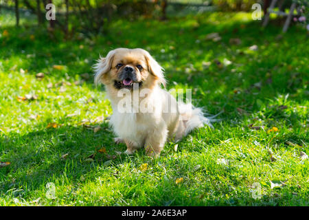 Mignon petit canard assis sur l'herbe verte Banque D'Images