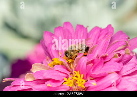 Abeille européenne (lat. APIS mellifera), ou abeille occidentale, est la plus commune des 7 à 12 espèces d'abeilles à travers le monde. Banque D'Images