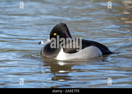 Canard morillon - Aythya collaris mâle sur l'eau Banque D'Images