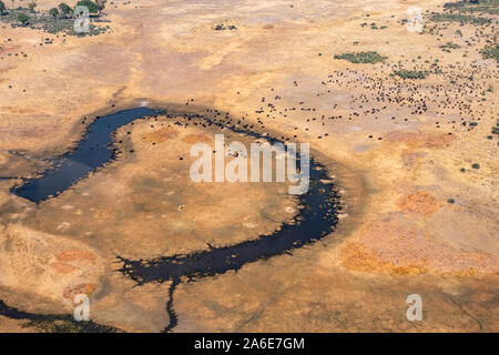 Vue aérienne de troupeau de bisons sur produit sec, lisse jaune et bleu foncé dans la rivière de Moremi, Okvango Delta, Botswana Banque D'Images