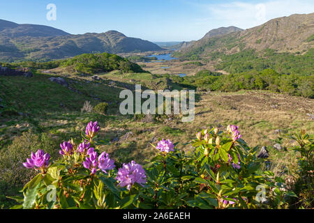 Une vue panoramique sur le Parc National de Killarney à partir de la Ladies' View, République d'Irlande. Banque D'Images