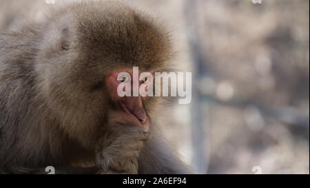 Macaque japonais philosophe Banque D'Images