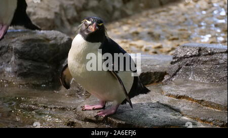 Le Sud Rockhopper Penguin dans l'aquarium Kaiyukan Banque D'Images