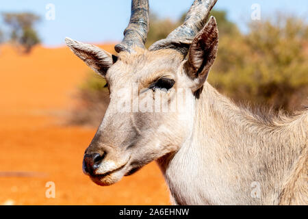 La faune dans le parc national d'Etosha, Namibie