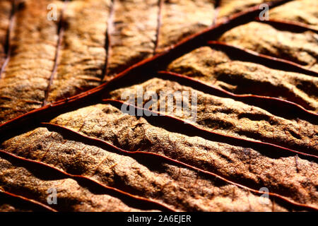 Vue macro d'une feuille d'arbre d'automne Banque D'Images