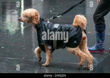 Coat Poodle croisé à Southport, Merseyside. Météo britannique. 26 octobre 2019. La pluie du mois tombe en seulement 30 heures, comme Met Office met en garde contre les lourds mérseyside downtours. Selon le bureau De Met, la région sera battue par des averses constantes de 10:00 ce matin jusqu'à 16:00 demain. Un certain nombre d'avertissements météorologiques jaunes ont également été émis à travers le pays pour la pluie, avec des inondations dans certaines régions une possibilité élevée. Crédit: Mediaworldimages/Alay Live News Banque D'Images