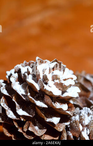 Close up de cônes de pin recouvert de neige sur un plancher de bois feuillus Banque D'Images
