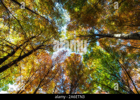 Les arbres d'automne top dans autumn forest scene Banque D'Images