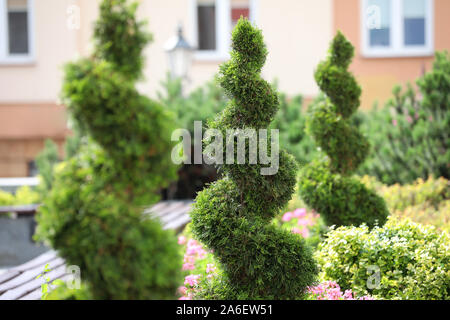 Plantes ornementales dans un cône et spiral garden. Banque D'Images