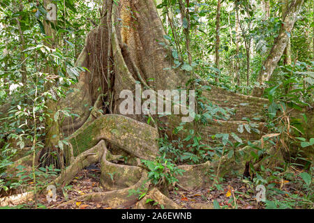 Un arbre géant au Parc National Tambopata au Pérou. Banque D'Images