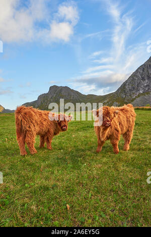 La Highland cattle doux sont au milieu d'un paysage magnifique. La longue fourrure protège dans le vent et le temps. Banque D'Images