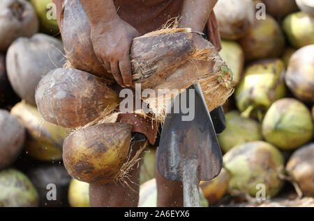 Prachuap Khiri Khan, Thaïlande. 2e oct, 2019. Un homme épluche une noix de coco pour être vendus dans la province de Prachuap Khiri Khan, au sud de Bangkok. Chaiwat Subprasom Crédit : SOPA/Images/ZUMA/Alamy Fil Live News Banque D'Images