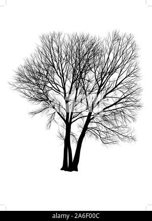 Poplar tree, trois arbres Illustration de Vecteur