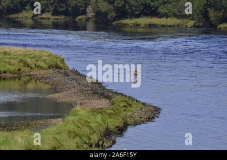 La pêche à la mouche dans la rivière Oykel au Kyle of Sutherland Bonar Bridge Sutherland Ecosse UK Banque D'Images