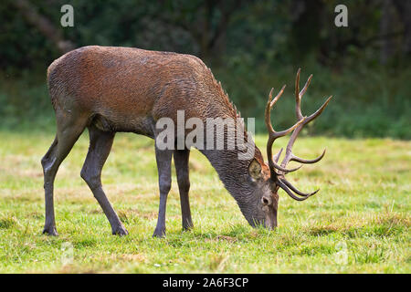 Red Deer stag élégant, Cervus elaphus, pâturage sur l'herbe sur un juteux nutritifs frais vert prairie. Mammifères sauvages se nourrissant dans désert. Banque D'Images