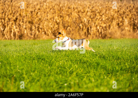 Chien beagle pure race, sauter et courir comme un fou à travers la rosée du matin dans la lumière du soleil d'automne. Action rapide canine tirer, courir vers la caméra. Banque D'Images