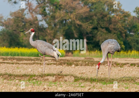 Un couple de sarus crane dans le domaine Banque D'Images