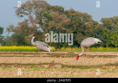 Un couple de sarus crane dans le domaine Banque D'Images