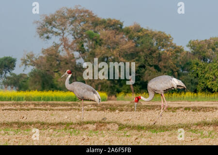 Un couple de sarus crane dans le domaine Banque D'Images