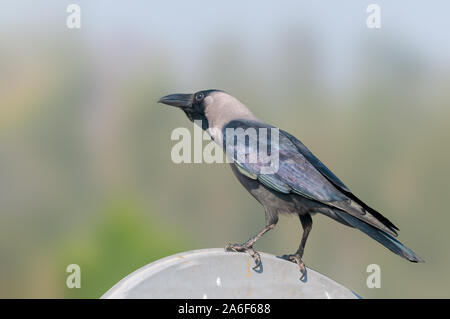 House crow assis sur un plat plat contre l'arrière-plan plan Banque D'Images