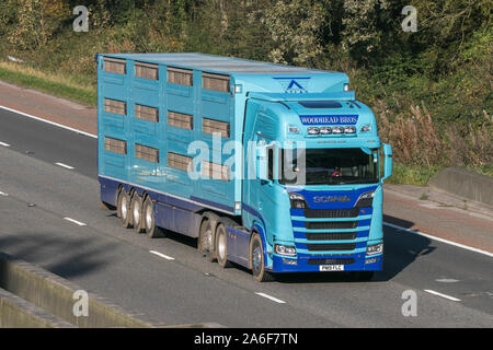 Transport de bétail Bros Woodhead un camion Scania Banque D'Images